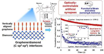 Schematics of optoelectronic synaptic functions of vertically aligned graphene/diamond junctions image