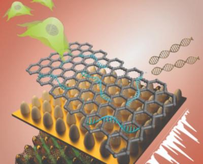 Biosensor consists of an array of ultrathin graphene layers and gold structures image