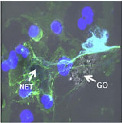 Graphene oxide is detected by specialized cells of the immune system image