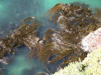 Indian team develops graphene-based water cleaning process using seaweed image