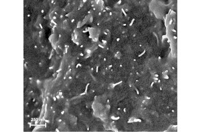 HR-SEM of fracture surface of epoxy reinforced with SP1/MWCNT after T-Peel