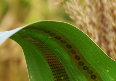 ''Tattoo'' sensors for plants image