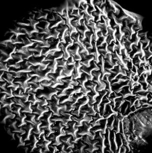 RMIT's electrode inspired by fern design image