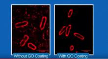 University of Manchester researcher develops GO coating that makes living cells and tissues more visible