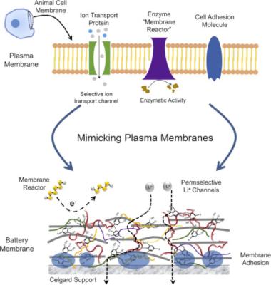 Mimicking a cell plasma membrane with rGO image