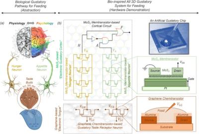 An all 2D bio-inspired gustatory circuit for mimicking physiology and psychology of feeding behavior image