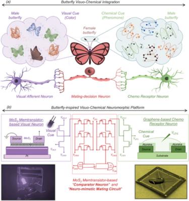 A Butterfly-Inspired Multisensory Neuromorphic Platform for Integration of Visual and Chemical Cues image